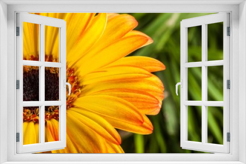 Fototapeta Naklejka Na Ścianę Okno 3D - Yellow Gerbera Daisy