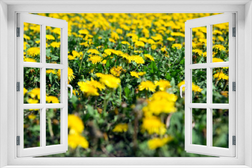 Fototapeta Naklejka Na Ścianę Okno 3D - Background and texture of a field of yellow dandelion flowers. 