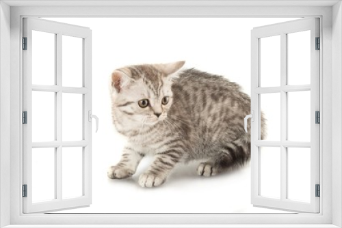 Fototapeta Naklejka Na Ścianę Okno 3D - Grey Tabby Cat