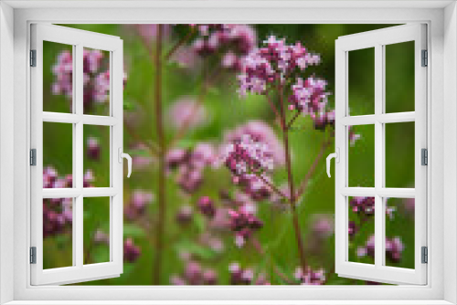 Fototapeta Naklejka Na Ścianę Okno 3D - Beautiful purple oregano flowers blooming in the meadow. Natural herbal tea.