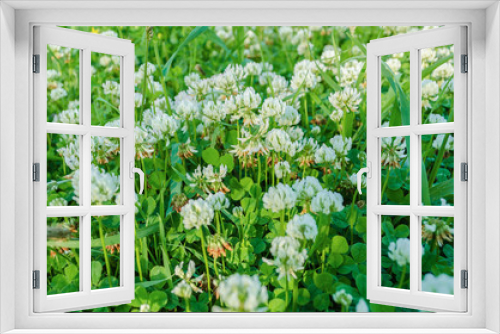 Fototapeta Naklejka Na Ścianę Okno 3D - blooming white clover in the garden