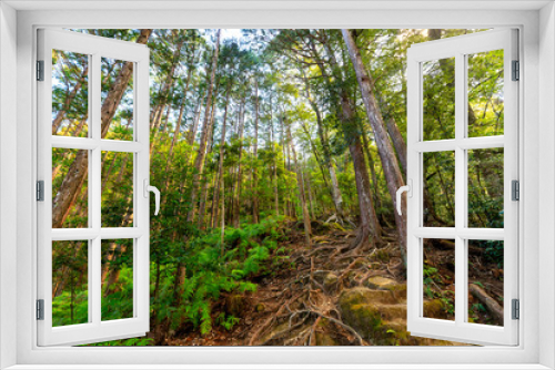 Fototapeta Naklejka Na Ścianę Okno 3D - Beautiful Japanese forest