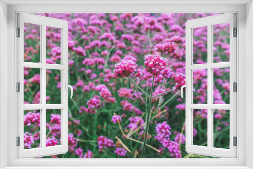 Fototapeta Naklejka Na Ścianę Okno 3D - Blooming Verbena flower close up