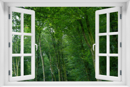 Fototapeta Naklejka Na Ścianę Okno 3D - Forest Vosges France