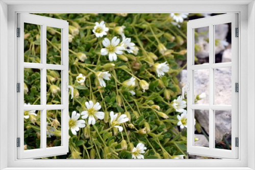 Fototapeta Naklejka Na Ścianę Okno 3D - white flowers growing among the rocks