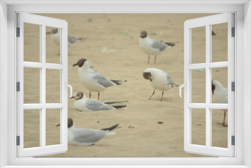 Fototapeta Naklejka Na Ścianę Okno 3D - Sea gulls on the sandy shore