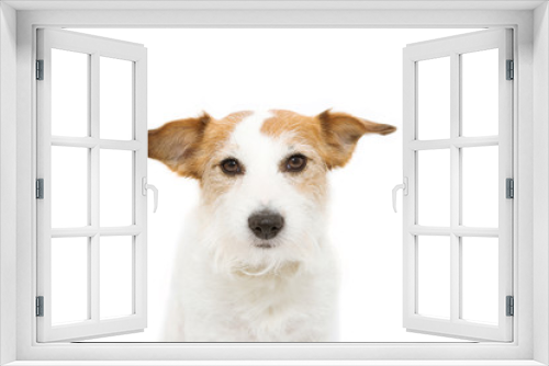 Fototapeta Naklejka Na Ścianę Okno 3D - Portrait serious jack russell dog. Isolated on white background.