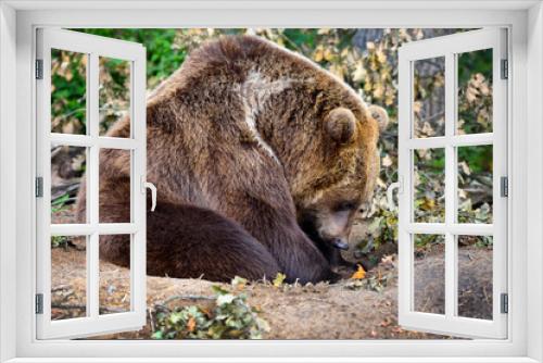 Fototapeta Naklejka Na Ścianę Okno 3D - European brown bear in a forest landscape at summer. Big brown bear in forest.