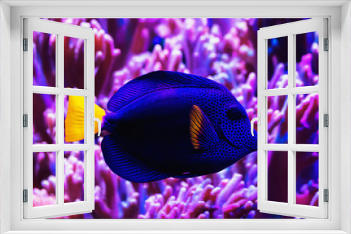 Fototapeta Naklejka Na Ścianę Okno 3D - Blue surgeon fish swims among corals, close-up