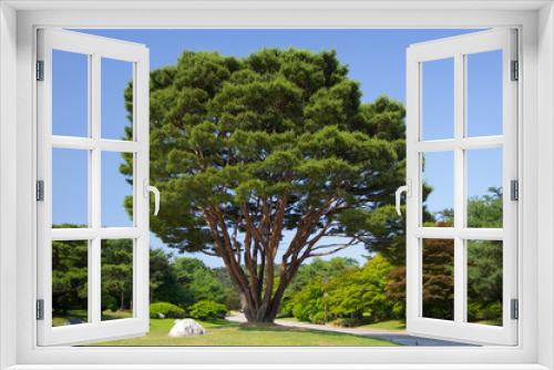 Fototapeta Naklejka Na Ścianę Okno 3D - big red pine tree