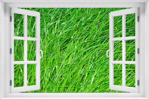 Fototapeta Naklejka Na Ścianę Okno 3D - juicy green grass close-up, in the background lawn mower and trimmed lawn.