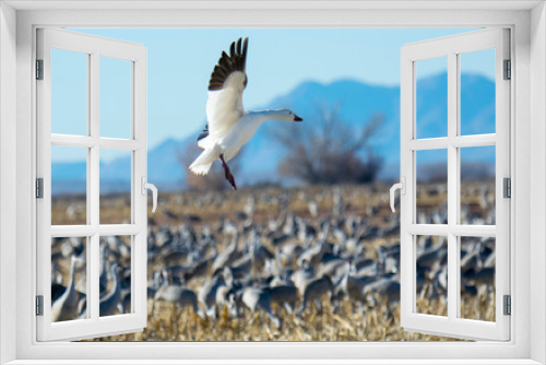 Fototapeta Naklejka Na Ścianę Okno 3D - Snow Goose Landing Among Sandhill Cranes