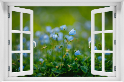 Fototapeta Naklejka Na Ścianę Okno 3D - green grass and flowers