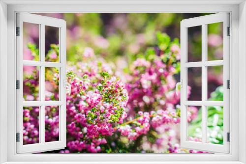 Fototapeta Naklejka Na Ścianę Okno 3D - Wild flowers, rose color, morning light, bright colors Close-up.