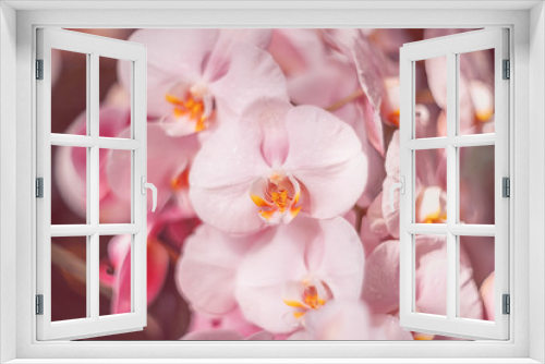Fototapeta Naklejka Na Ścianę Okno 3D - Gentle pink flowers. Orchids