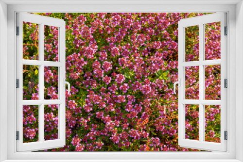 Fototapeta Naklejka Na Ścianę Okno 3D - Thyme thyme blooming - Thymus serpyllum. Ground cover thyme plant for rock garden.