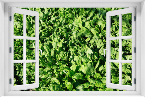 Fototapeta Naklejka Na Ścianę Okno 3D - Herbs