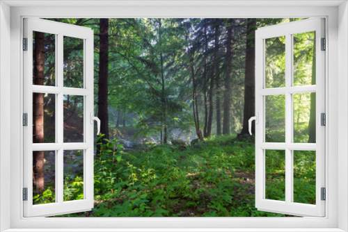 Fototapeta Naklejka Na Ścianę Okno 3D - Beautiful green forest in the sunshine