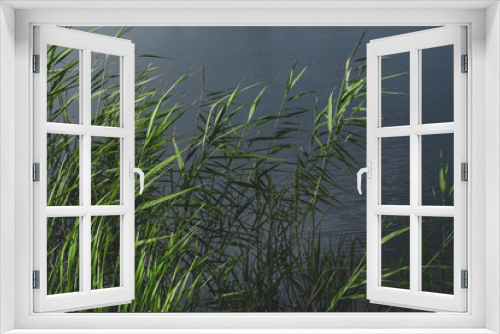 Fototapeta Naklejka Na Ścianę Okno 3D - Balrush plants and a pond in faded green and leady blue colors. Calming nature details: sunlit lake cane and dark water.