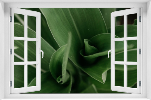 Fototapeta Naklejka Na Ścianę Okno 3D - Green leaves of corn closeup top view