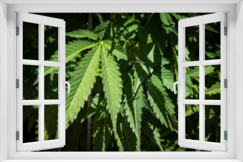 Fototapeta Naklejka Na Ścianę Okno 3D - Marijuana Growing in Garden