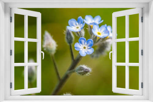 Fototapeta Naklejka Na Ścianę Okno 3D - Forgetmenot flower, Das vergissmeinnicht
