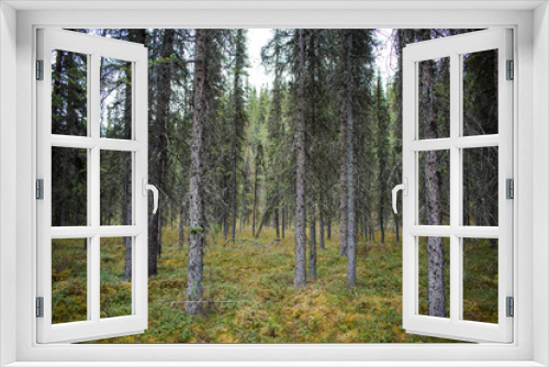 Fototapeta Naklejka Na Ścianę Okno 3D - A stand of spruce pines