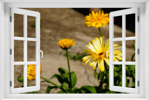 Fototapeta Naklejka Na Ścianę Okno 3D - Calendula flowers, bright yellow in Sunny weather. Close-up, blurred background.