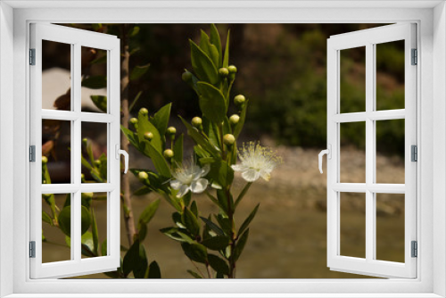 Fototapeta Naklejka Na Ścianę Okno 3D - Cherry flowers in the sunlight. Delicate white cherry blossoms, spring day