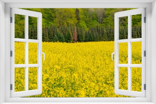 Fototapeta Naklejka Na Ścianę Okno 3D - field of oilseed rape