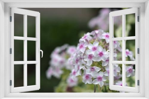Fototapeta Naklejka Na Ścianę Okno 3D - オイランソウの花