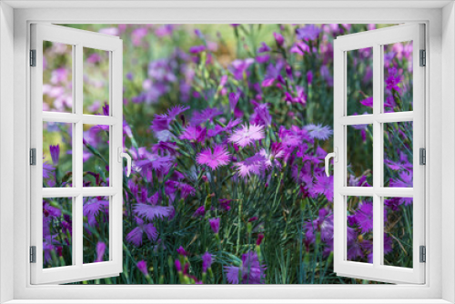 Fototapeta Naklejka Na Ścianę Okno 3D - Outdoor blooming pink carnation flowers and green leaves，Dianthus chinensis L.