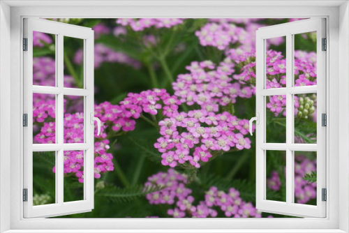 Fototapeta Naklejka Na Ścianę Okno 3D - Achillea alpina