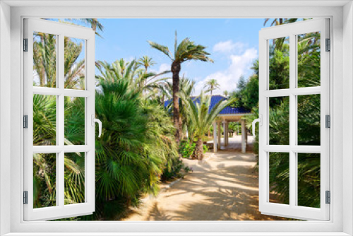 Fototapeta Naklejka Na Ścianę Okno 3D - Palm park El Palmeral in Alicante, Costa Blanca. Spain.