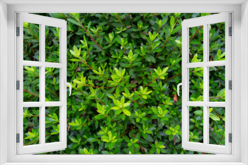 Fototapeta Naklejka Na Ścianę Okno 3D - green leaf background texture in nature