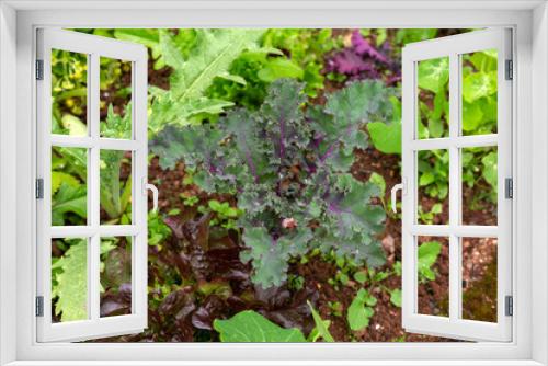 Fototapeta Naklejka Na Ścianę Okno 3D - Colorful ruffled leaves of purple kale cabbage in vegetable garden