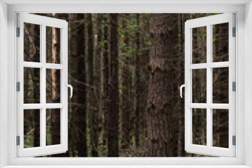 Fototapeta Naklejka Na Ścianę Okno 3D - spring Russian spruce forest in the afternoon