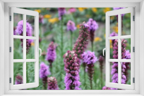 Fototapeta Naklejka Na Ścianę Okno 3D - Pflanzen Makro Natur Sommer Blumen Sträucher Großer Garten Dresden