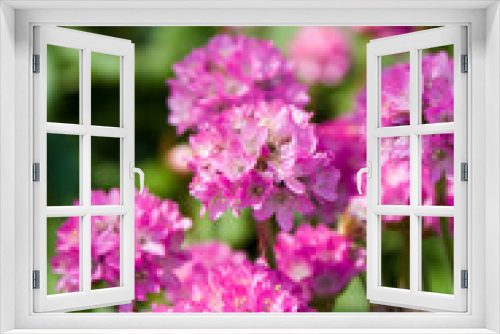 Fototapeta Naklejka Na Ścianę Okno 3D - Allium