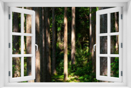 Fototapeta Naklejka Na Ścianę Okno 3D - 日の当たる森林と石畳