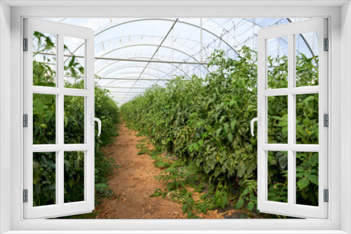 Fototapeta Naklejka Na Ścianę Okno 3D - Plants tomatoes growing inside greenhouse.