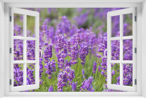 Fototapeta Naklejka Na Ścianę Okno 3D - Lavender bushes closeup, French lavender in the garden, soft light effect. Field flowers background.