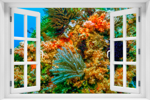 Fototapeta Naklejka Na Ścianę Okno 3D - North Sulawesi,Indonesia, underwater