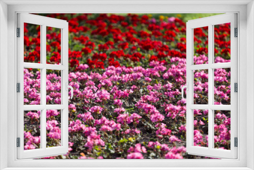 Fototapeta Naklejka Na Ścianę Okno 3D - Beautiful flowers in the park