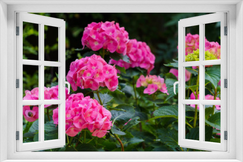 Fototapeta Naklejka Na Ścianę Okno 3D - Inflorescence of bright pink hydrangea flowers in the garden.