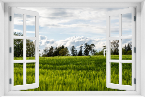 Fototapeta Naklejka Na Ścianę Okno 3D - Landschaft mit Getreidefeld im Frühling, Roggenfeld mit Wolkenhimmel