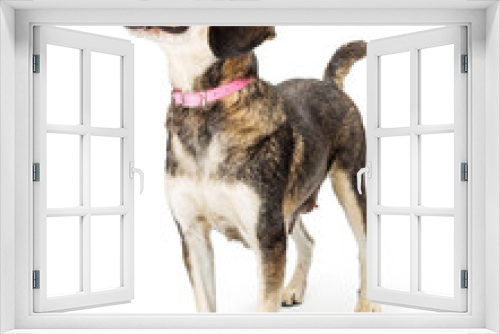 Fototapeta Naklejka Na Ścianę Okno 3D - Excited Friendly Beagle Crossbreed Dog Facing Side