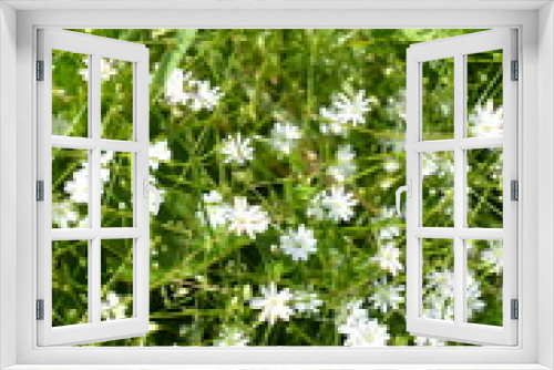 Fototapeta Naklejka Na Ścianę Okno 3D - The small wildflower common starwort Stellaria graminea in nature