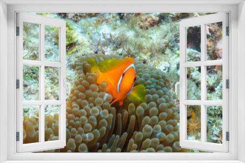 Fototapeta Naklejka Na Ścianę Okno 3D - Ishigaki Island Diving-Cute Anemone fish