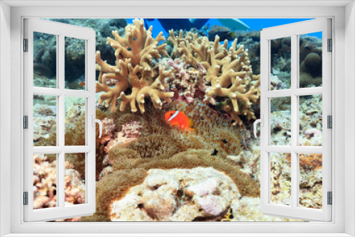 Fototapeta Naklejka Na Ścianę Okno 3D - Ishigaki Island Diving-Anemone fish held in an anemone and Threespot dascyllus